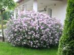 Syringa meyeri 'Palibin' (Törpe orgona)